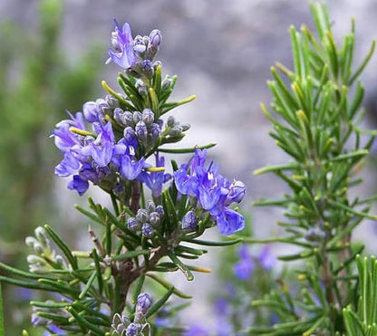 Violet Rosemary Flower Seeds for Planting – Heirloom Non-GMO Garden Seeds