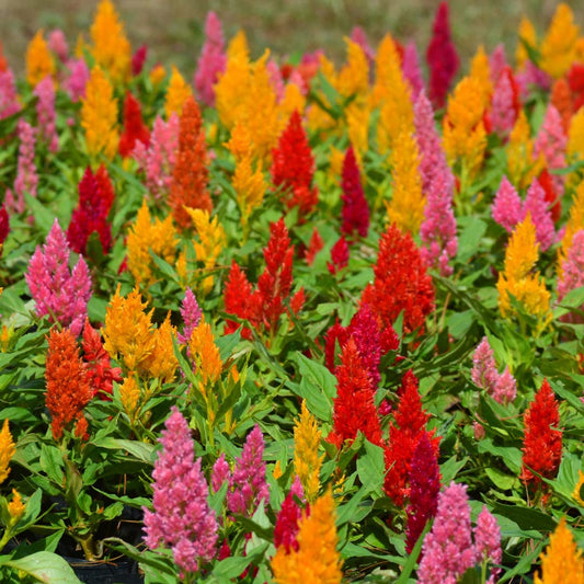Celosia flower seeds