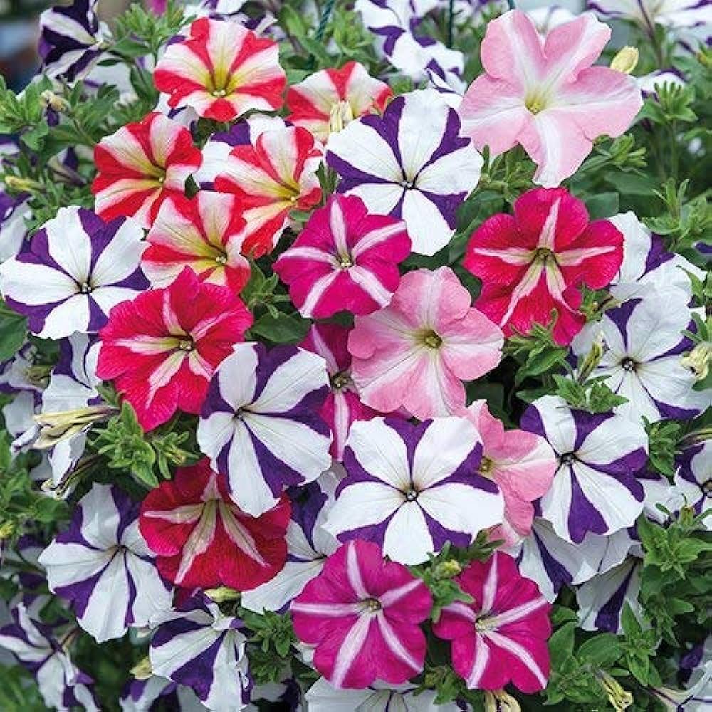 Pelleted Petunia flower seeds