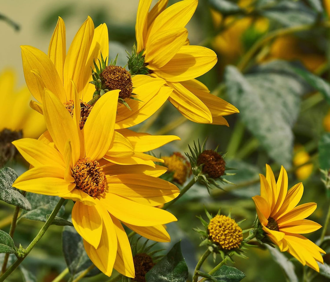 Yellow Sunflower flower seeds