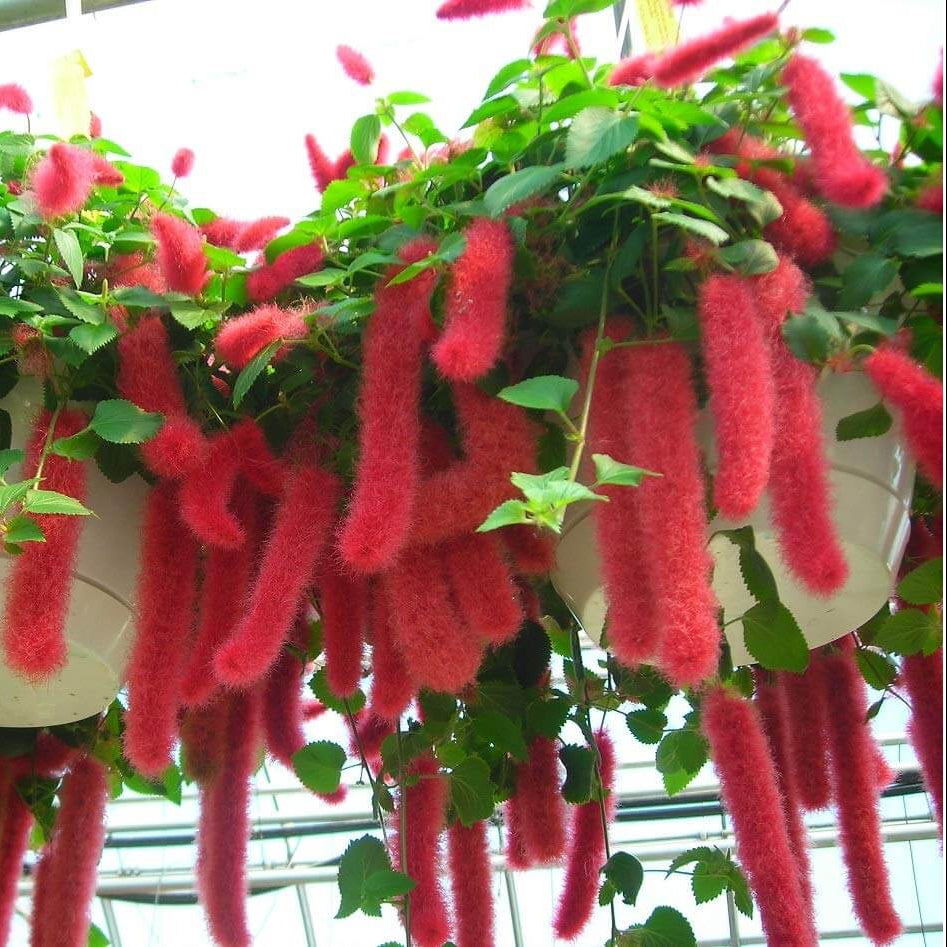 Kitten Tail Acalypha plant