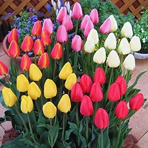 Tulip flower seeds