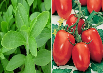 Roma VF Tomato Seeds for Planting – Heirloom Non-GMO Garden Seeds