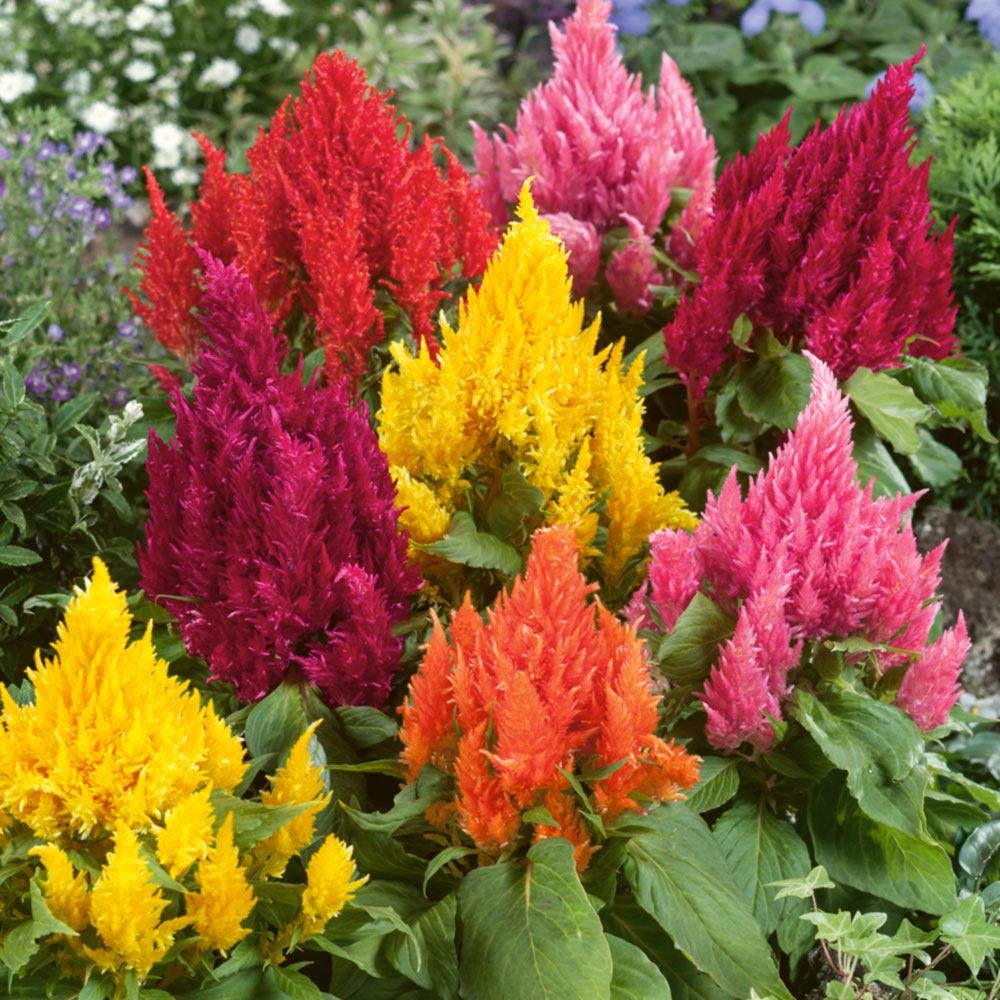 Celosia Argentea flower seeds