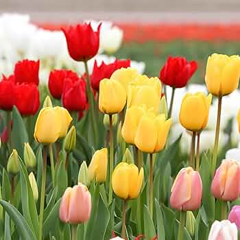 Tulip Tree flower seeds