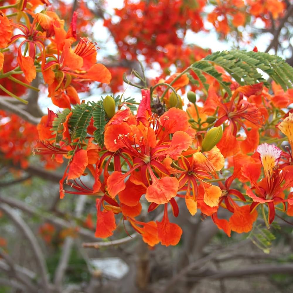 Gulmohar flower seeds