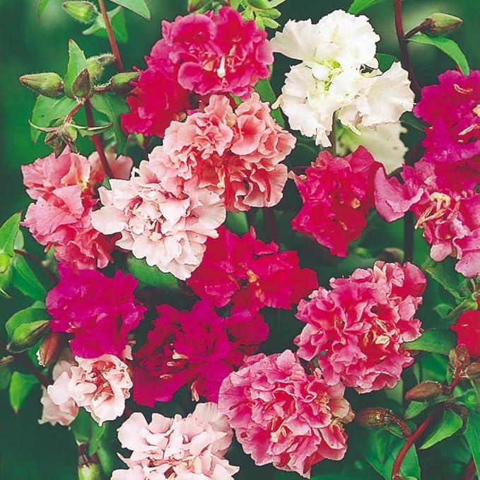 Clarkia Elegans flower seeds