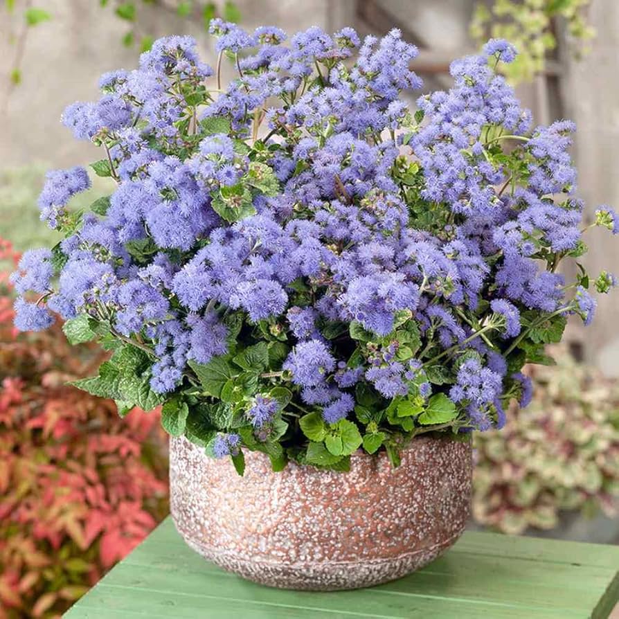 Blue Ageratum flower seeds