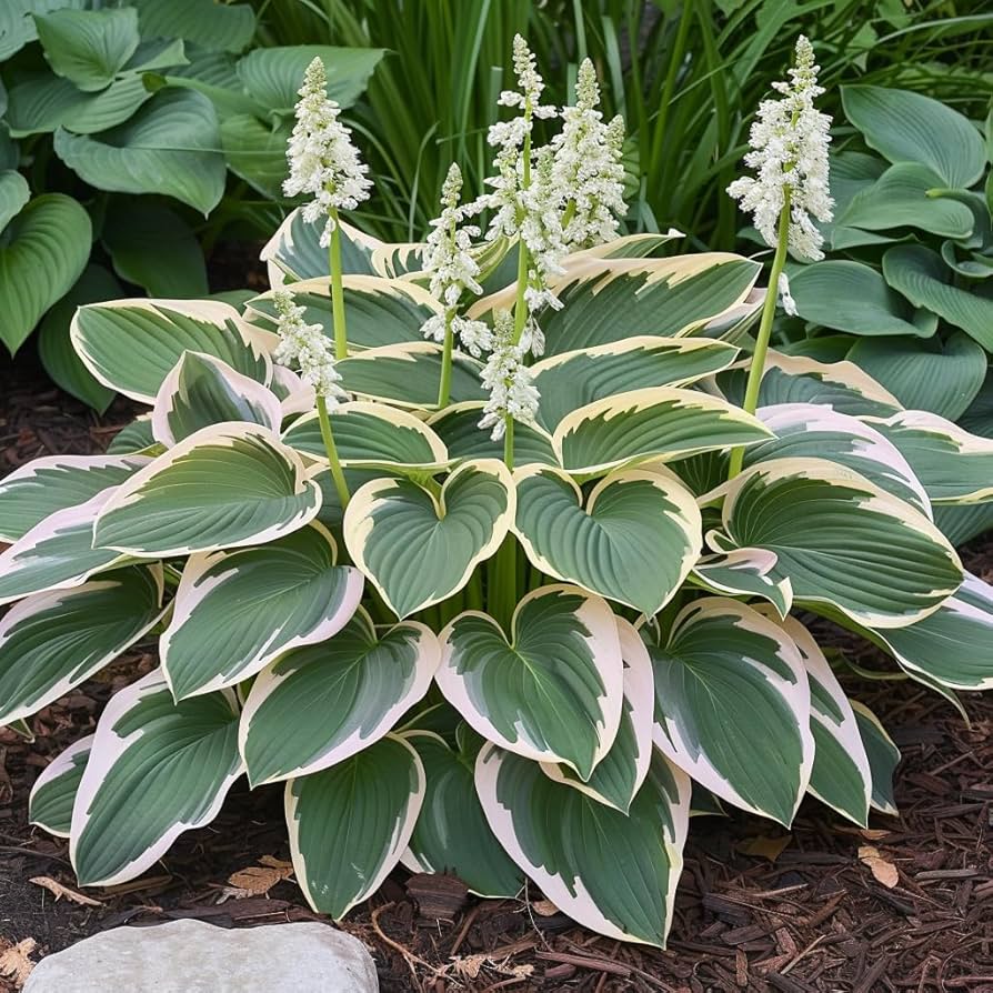 Hosta Lily flower seeds