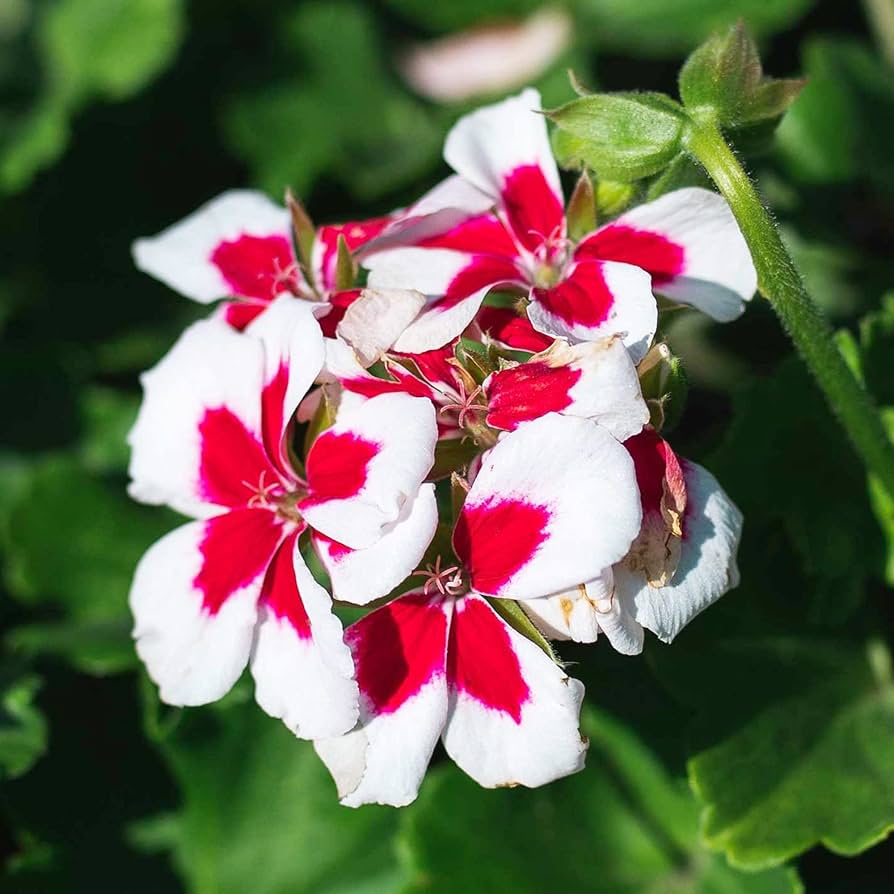 Light Red flower seeds