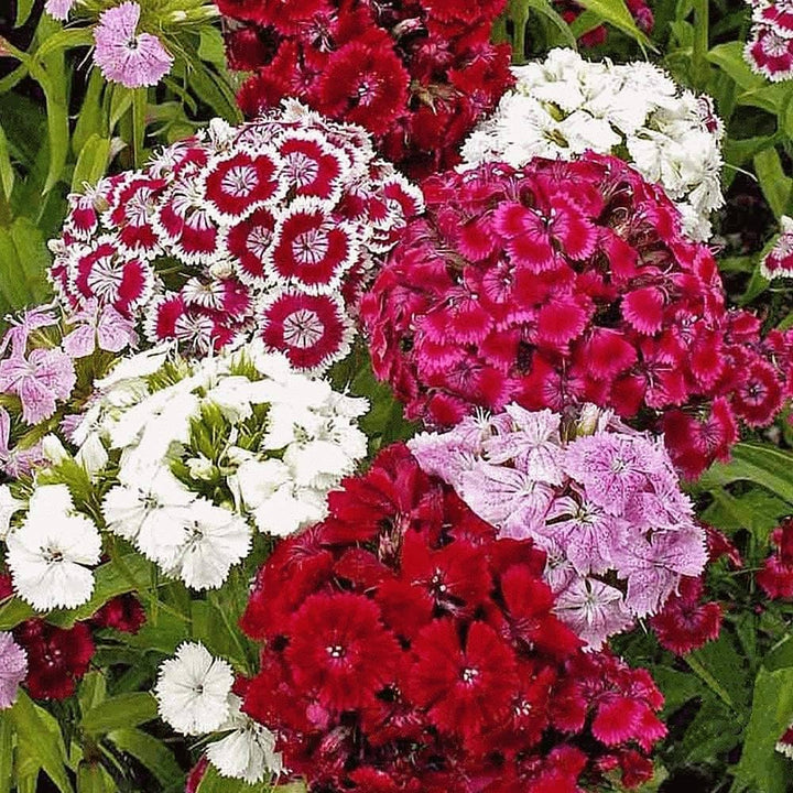 Wee Willie flower seeds