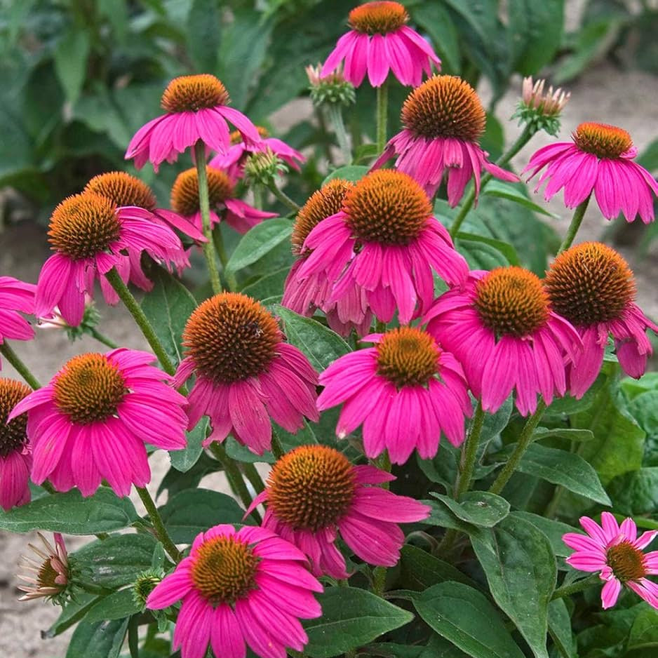Beautiful Echinacea plant