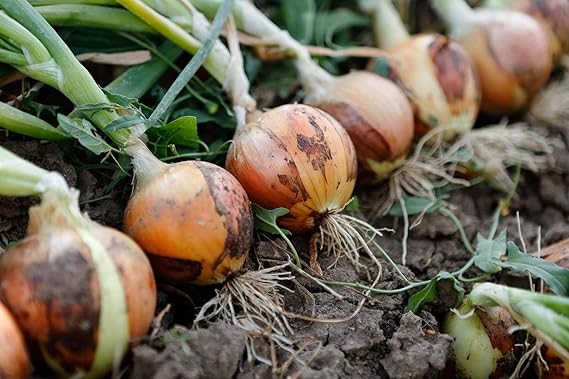 Garden Onion Vegetable Seeds for Planting – Heirloom Non-GMO Garden Seeds