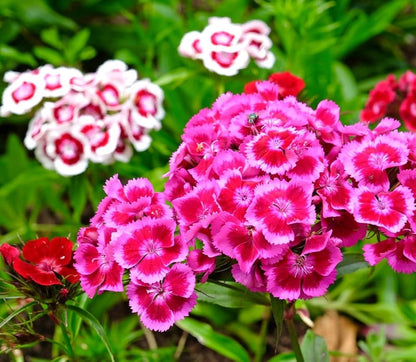 Carnation flower seeds