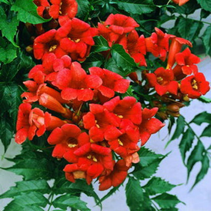Hummingbird Trumpet Vine plant