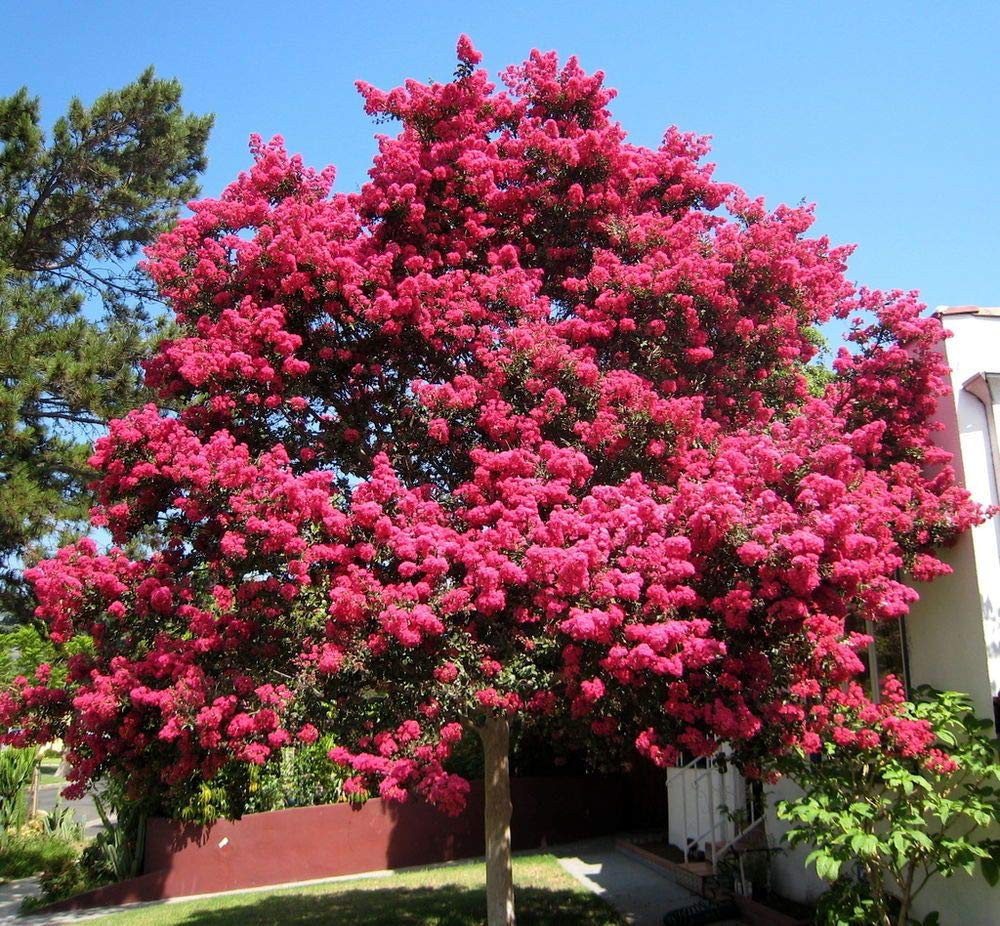 Dark Pink flower seeds
