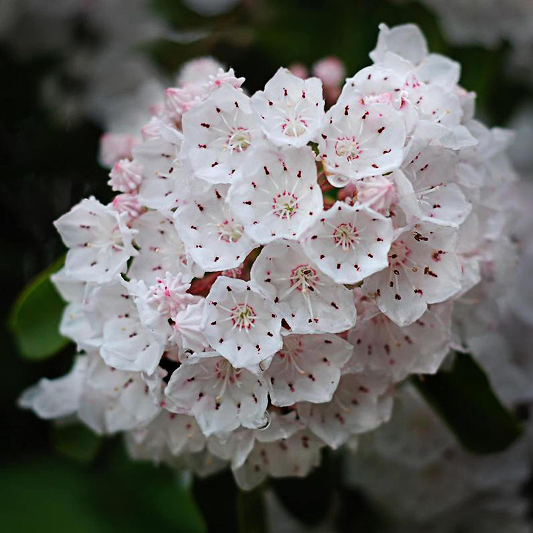 Mountain Laurel flower seeds