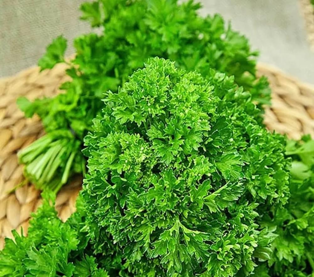 Parsley Petroselinum flower seeds