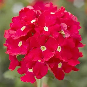 Scarlet Logro flower seeds