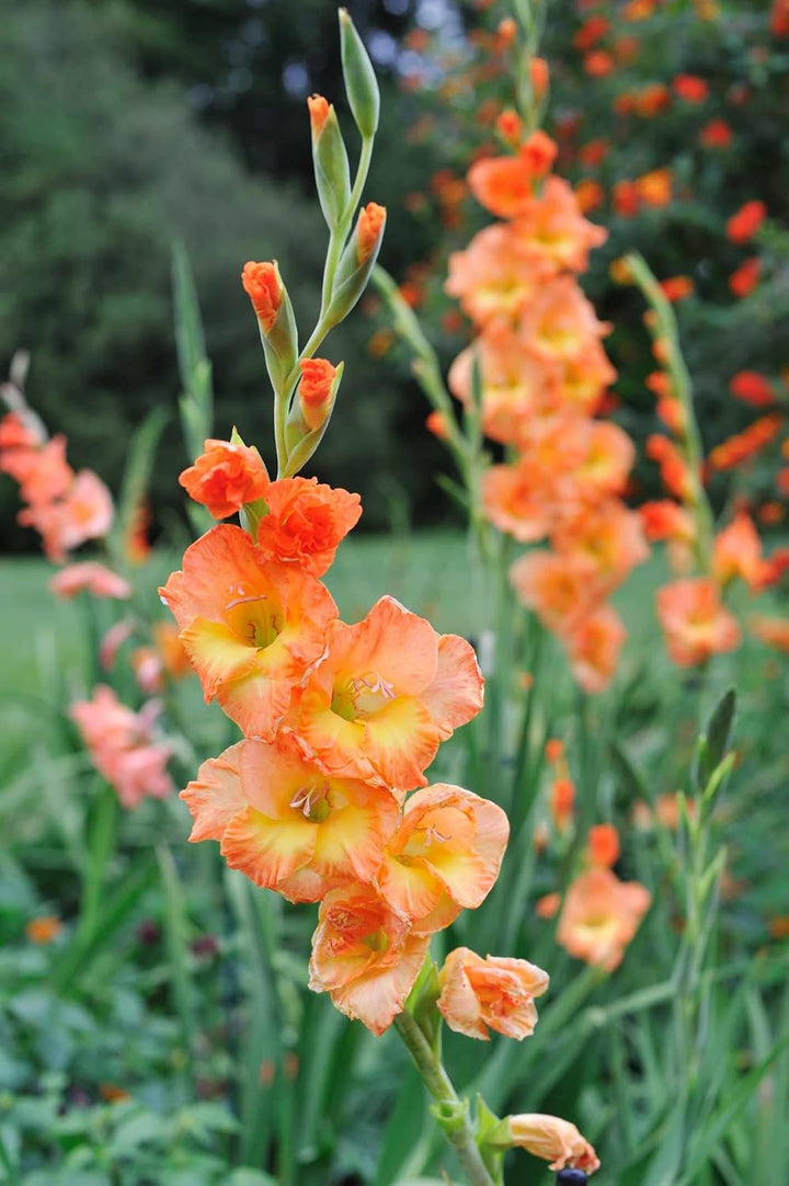 Yellow Orange flower seeds