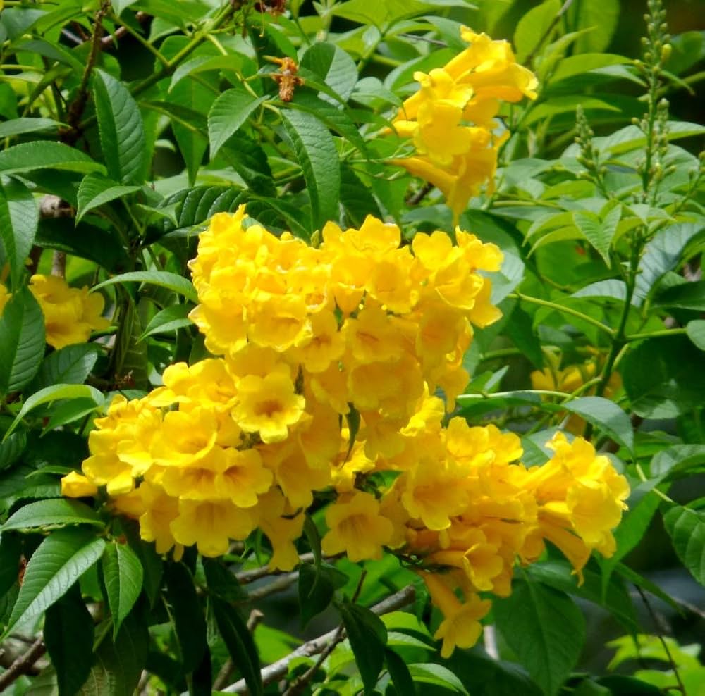 Yellow Alcea flower seeds