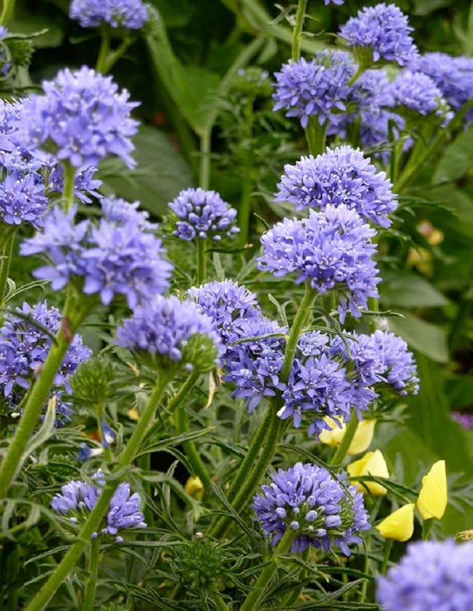 Globe Gilla flower seeds