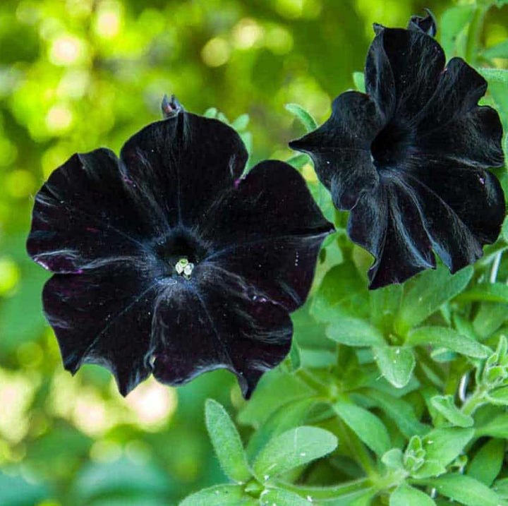 Black Cat flower seeds