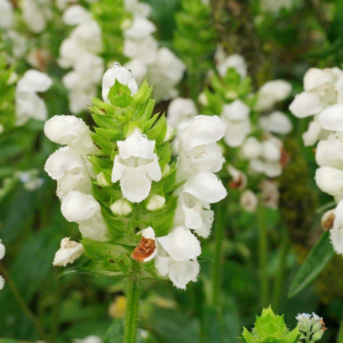 Prunella Vulgaris flower seeds