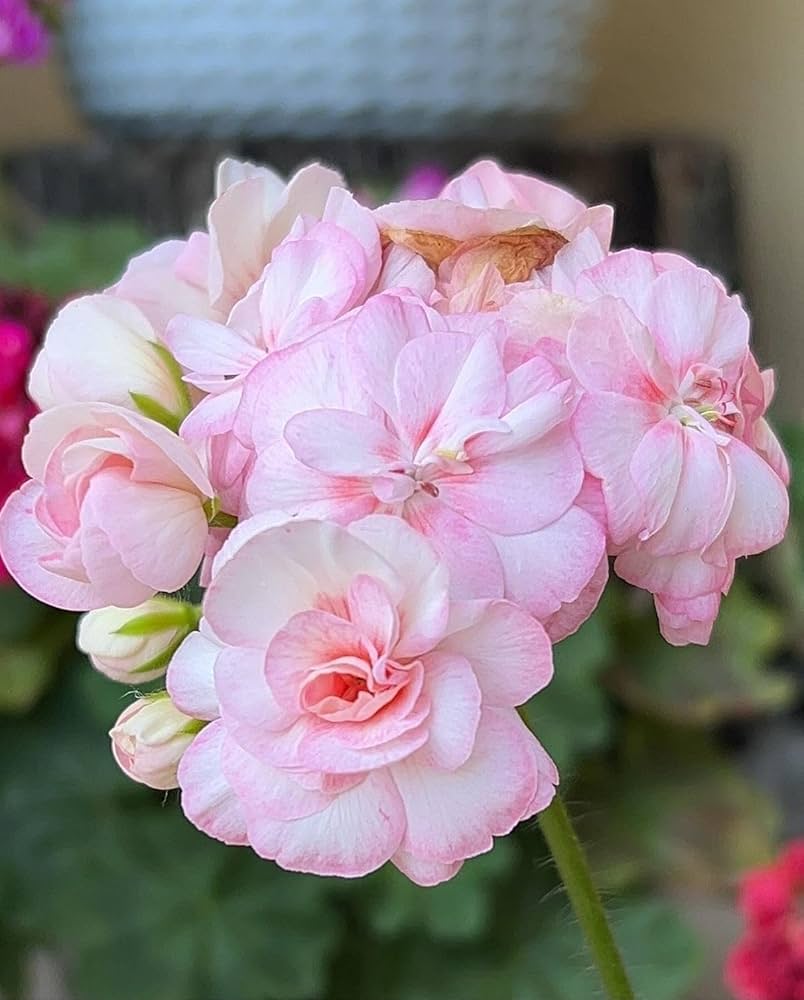 Pink Geranium flower seeds