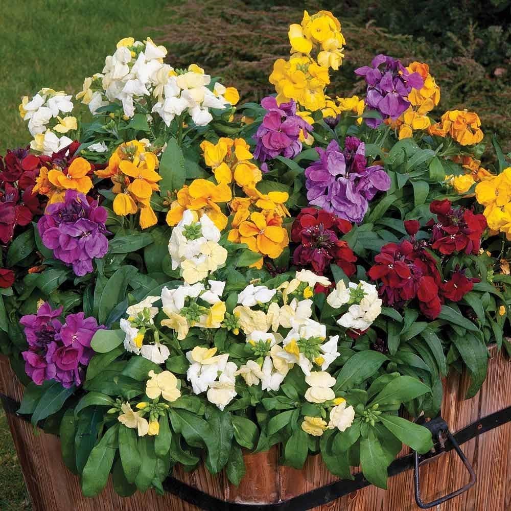 Erysimum flower seeds