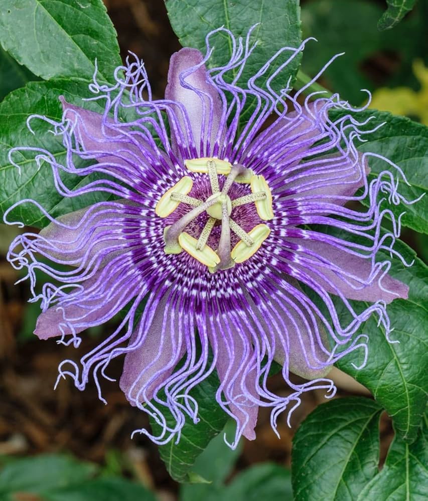 Passion Passiflora flower seeds