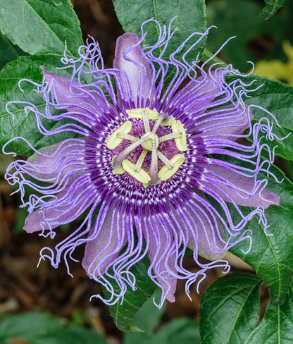 Passion Passiflora flower seeds