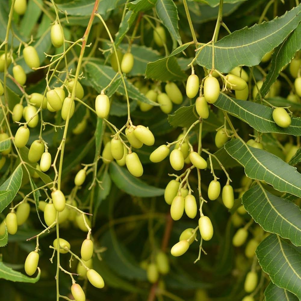 neem tree seeds