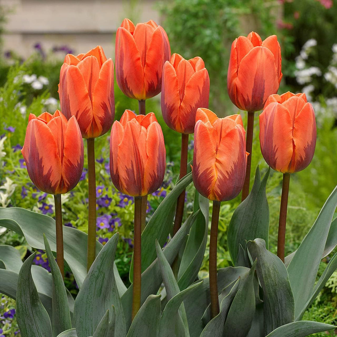 Orange Purple flower seeds