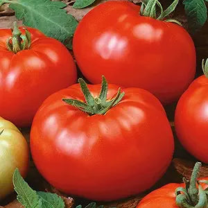 Brandywine Red Tomato Vegetable Seeds for Planting – Heirloom Non-GMO Garden Seeds