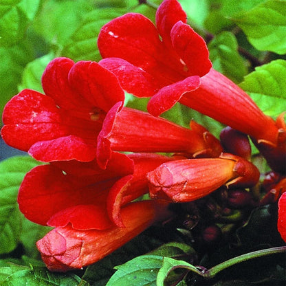 Hummingbird Trumpet Vine plant