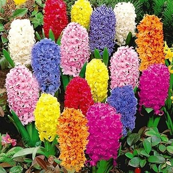 Hyacinthus Orientalis flower seeds