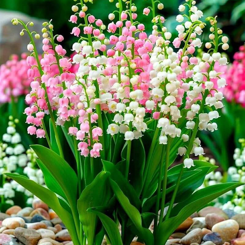 of the Valley plant