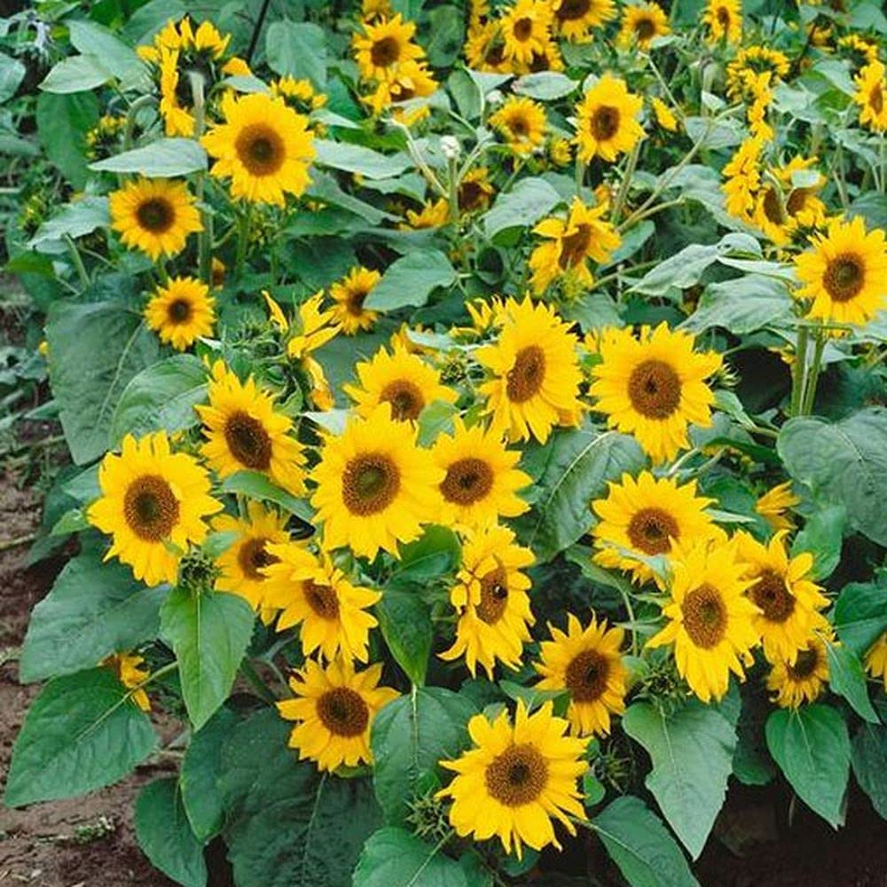 Mini Dwarf flower seeds