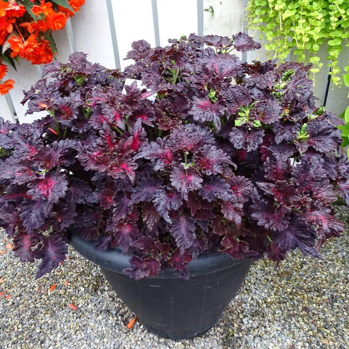 Black Dragon Coleus Plant Seeds for Planting – Heirloom Non-GMO Garden Seeds