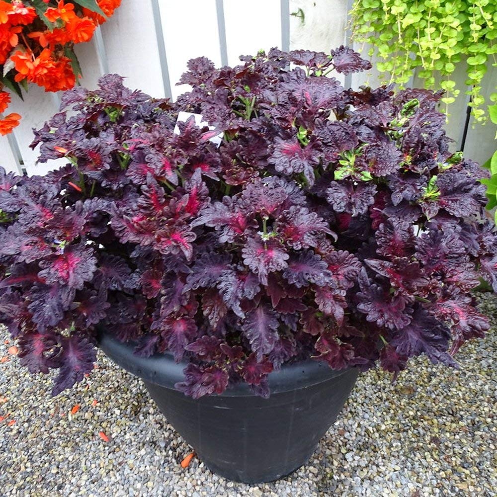 Rainbow Dragon flower seeds