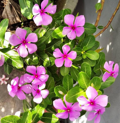 Vinca flower seeds