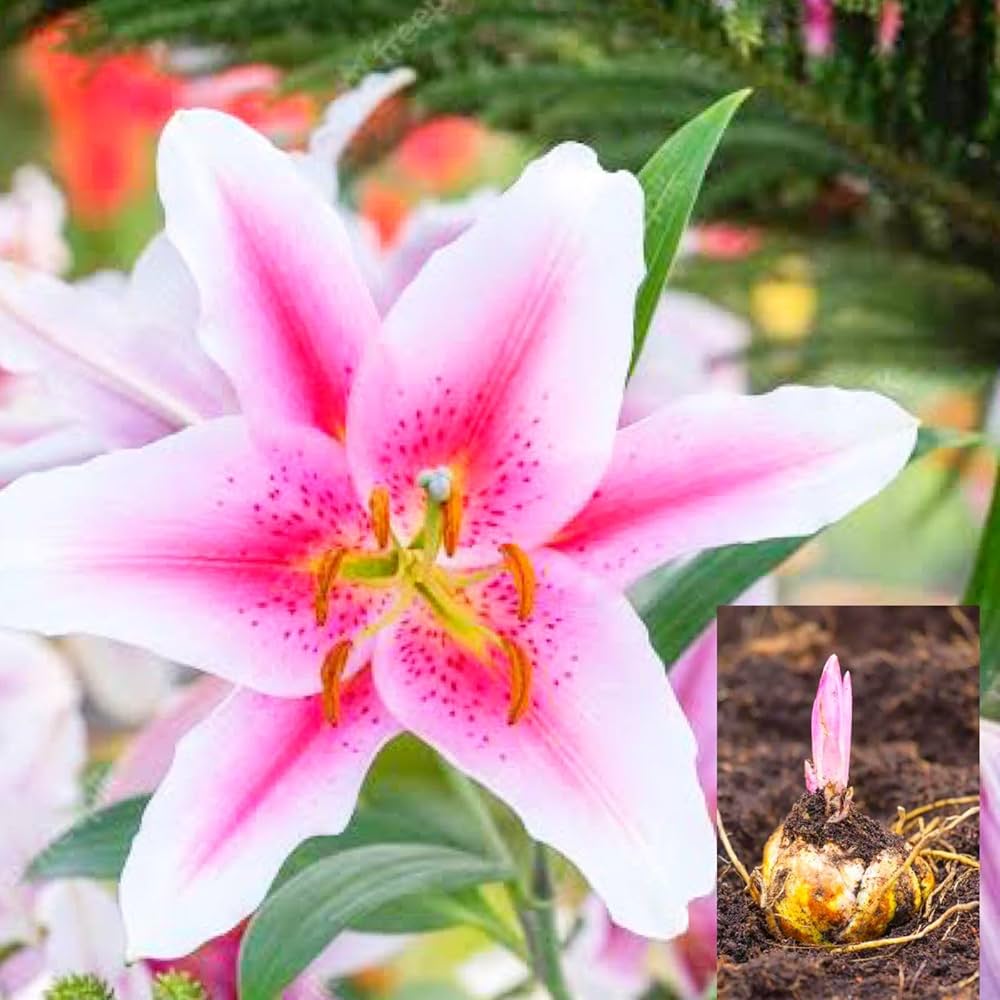 Light Pink flower seeds