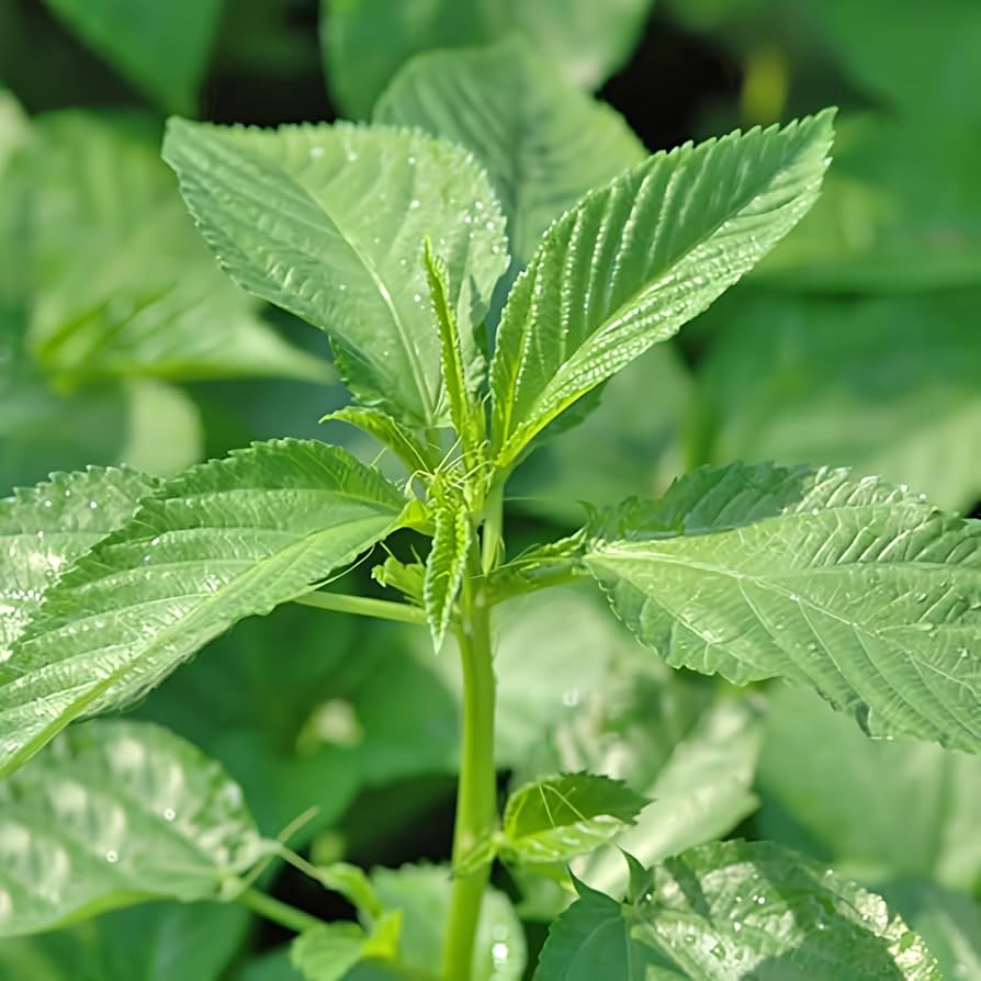 Egyptian Green Molokhia plant
