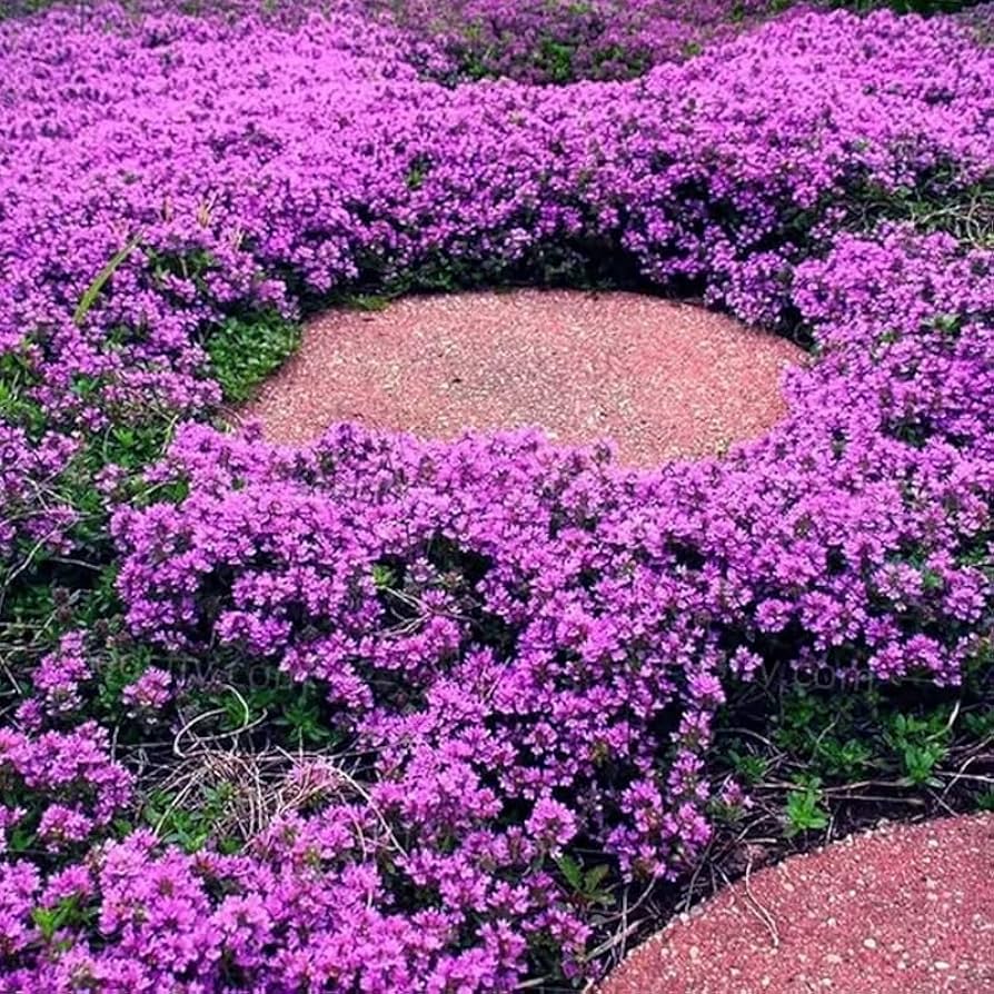 Creeping Thyme flower seeds