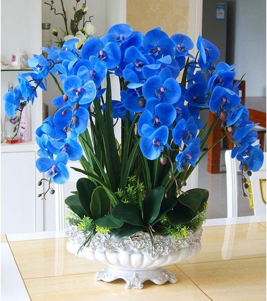 Blue Butterfly flower seeds