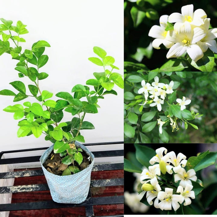 Orange Jasmine flower seeds
