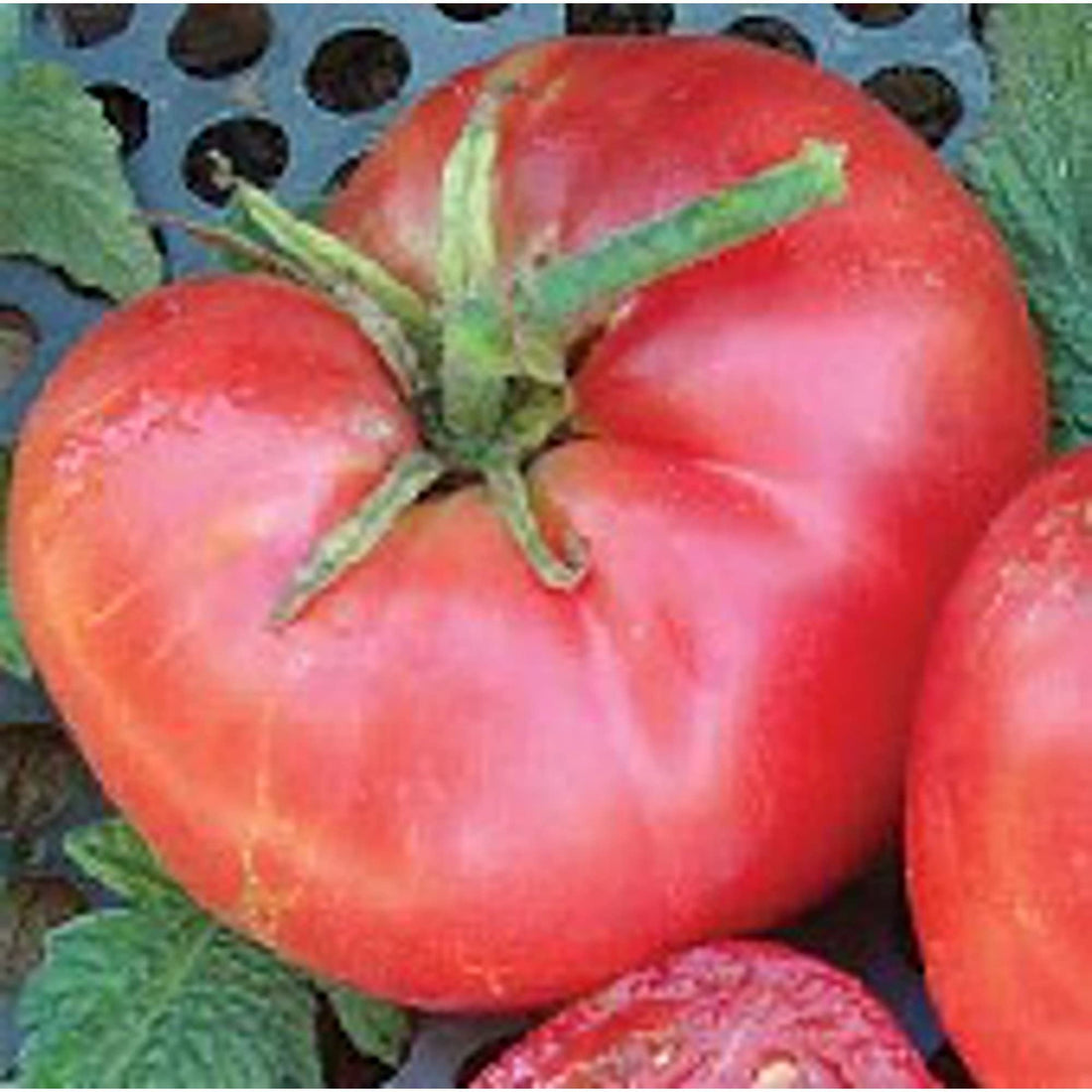 New Big Dwarf Tomato Seeds