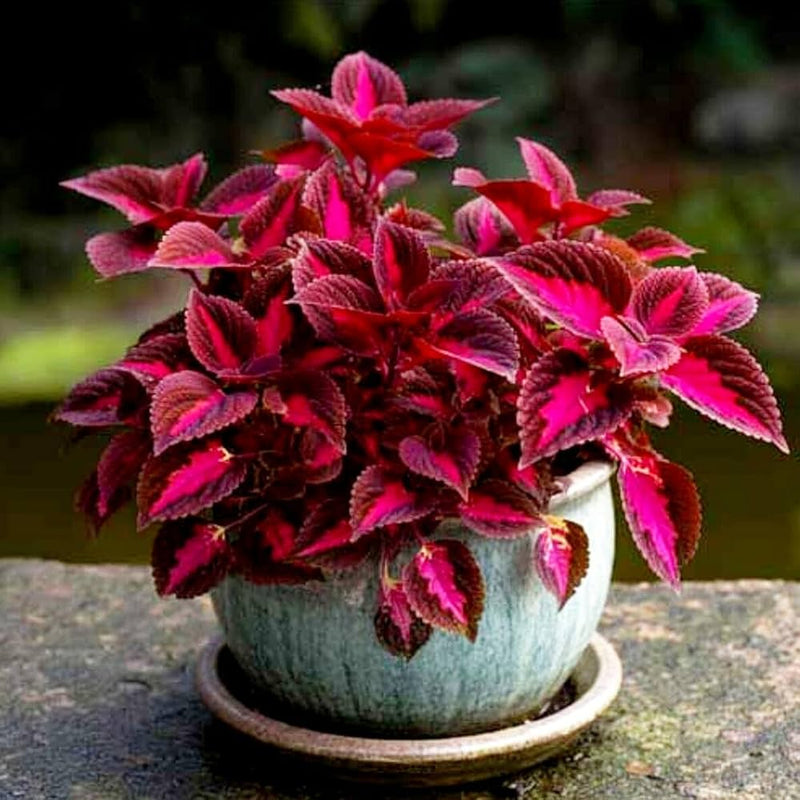 Deep Red Coleus Flower Seeds for Planting – Heirloom Non-GMO Garden Seeds