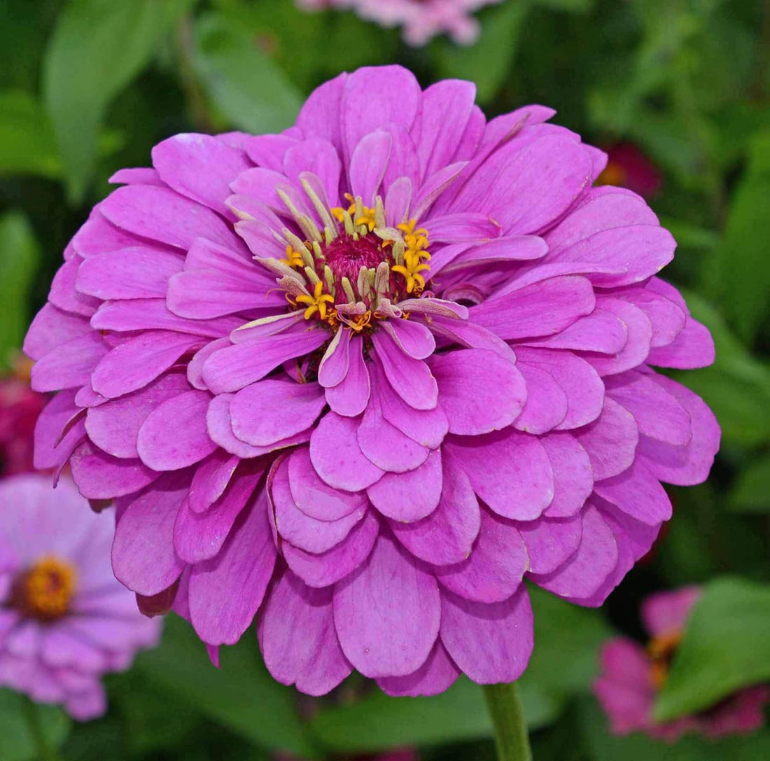 Lavender Zinnia flower seeds